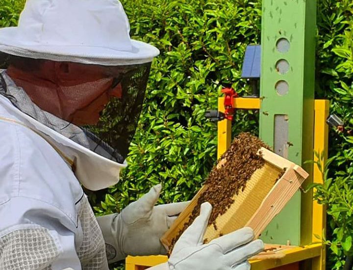 Where is the Queen-Bee?
