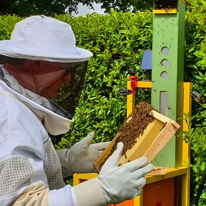 Where is the Queen-Bee?