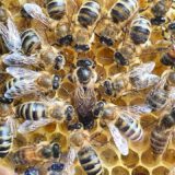 There is the Queen Bee