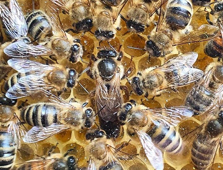 There is the Queen Bee