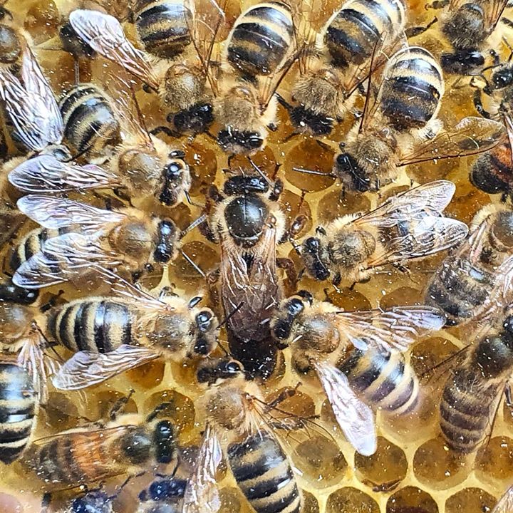 There is the Queen Bee