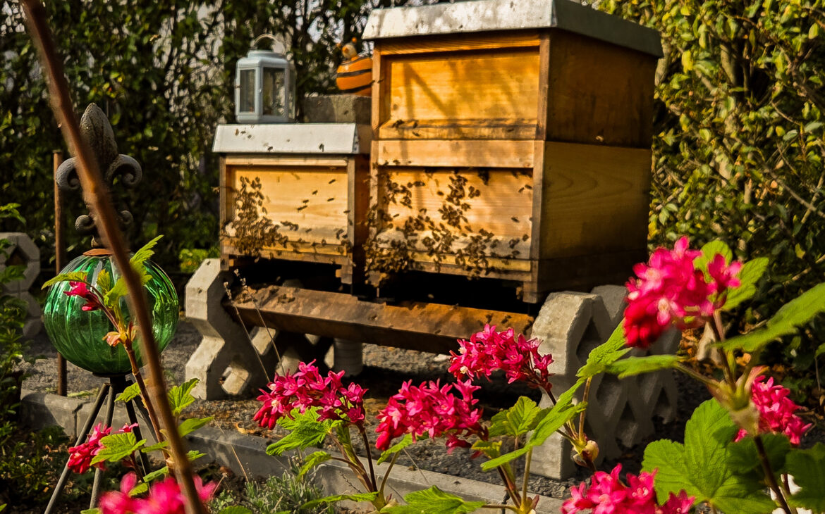 Der Garten wird erobert