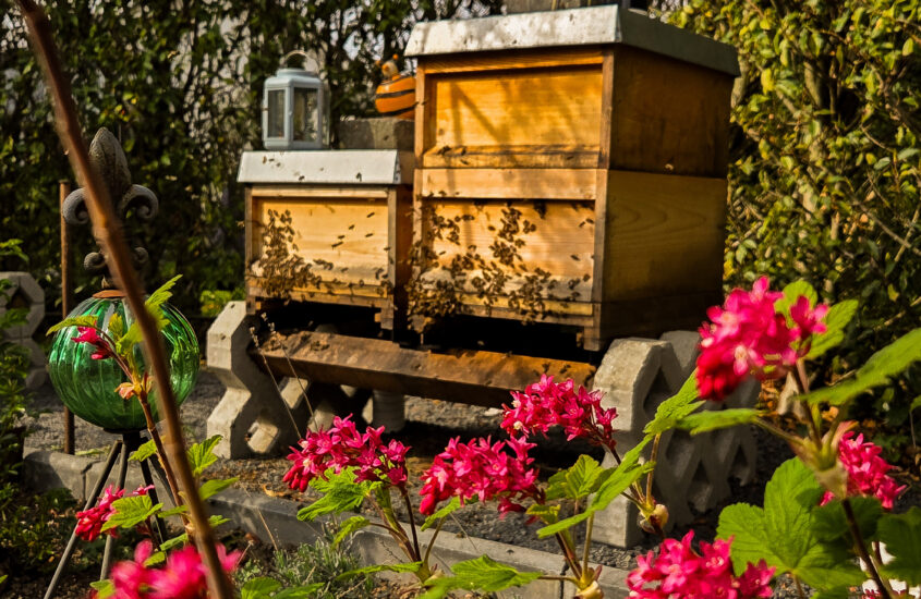 Der Garten wird erobert