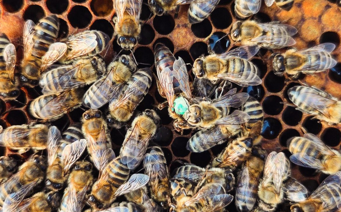 Doro und Eliza - die neuen Königinnen